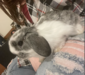Funny Bunnies Farm Frosty