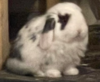 Funny Bunnies Farm Tinsel (Tinsel)