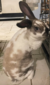 Funny Bunnies Farm Gizmo (Gizmo)
