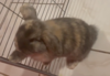 Funny Bunnies Farm Pebbles ((unsexed))