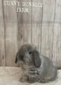 Funny Bunnies Peach Tranquility ((unsexed))