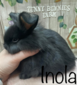 Inola