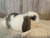 Marshmellow