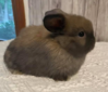 Funny Bunnies Farm Twitch (Twitch)
