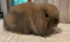 Funny Bunnies Farm Chip