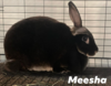 Meesha
