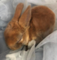 Funny Bunnies Farm Butterscotch