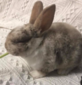 Funny Bunnies Farm Jack