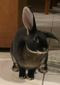 Funny Bunnies Farm Flynn Rider (Flynn)